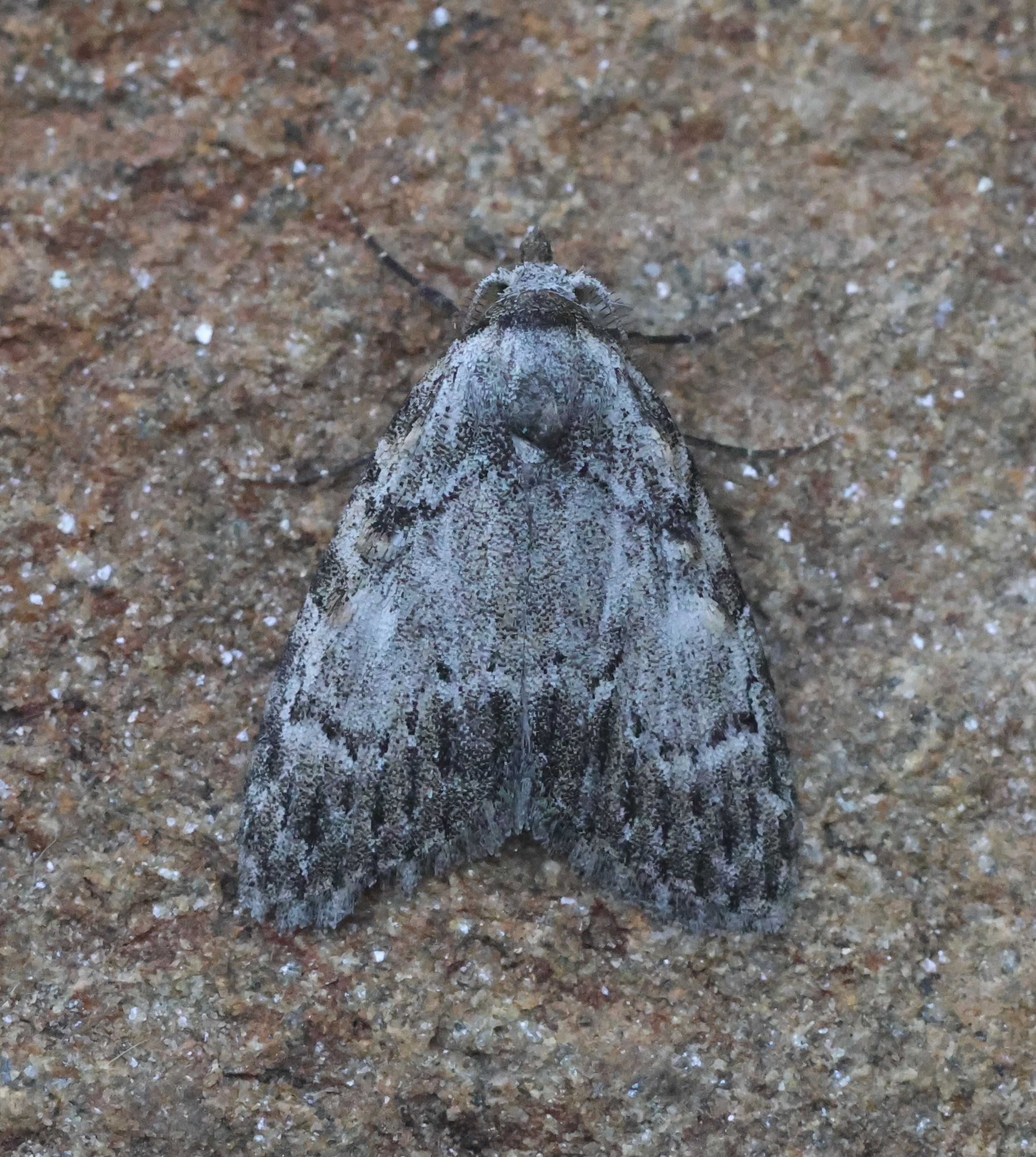 Photo of Small Black Arches (Meganola strigula)